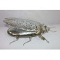 INSECTO PLATA FORJA 30*21*11