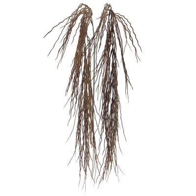 CYTISUS MARRON
