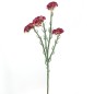 STATIS 64 CMS FUCSIA