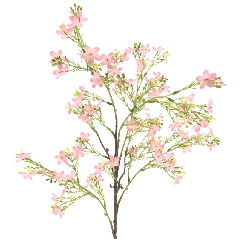 LOBELIA ROSA