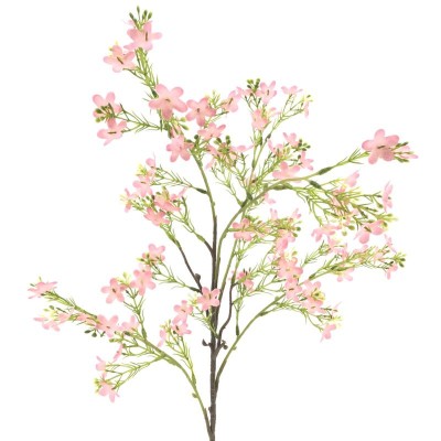 LOBELIA ROSA
