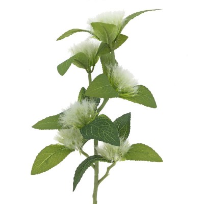 CENTAUREA BLANCO