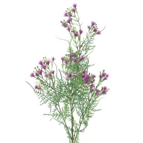 COELESTINUM 82 CMS MORADO