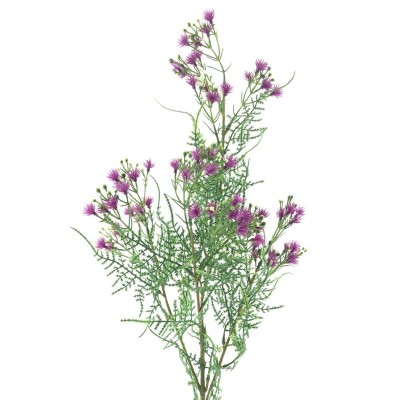 COELESTINUM 82 CMS MORADO