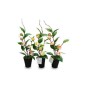 MACETA CON FLOR 3 COL SURT 46H CM MACETA CON FLOR 3 COL SURT 46H CM