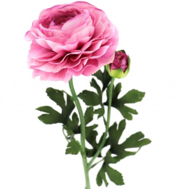 RANUNCULUS MALVA