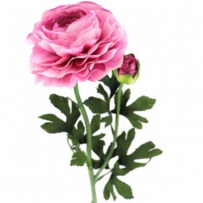 RANUNCULUS MALVA