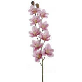 VARA CYMBIDEUM TOUCH X9 ROSA