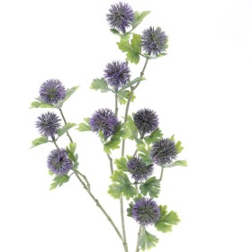 CIRSIUM PURPURA