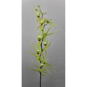 VARA ORQUIDIA BRASIA VERDE