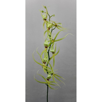 VARA ORQUIDIA BRASIA VERDE