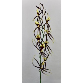 VARA ORQUIDIA BRASIA BURDEOS