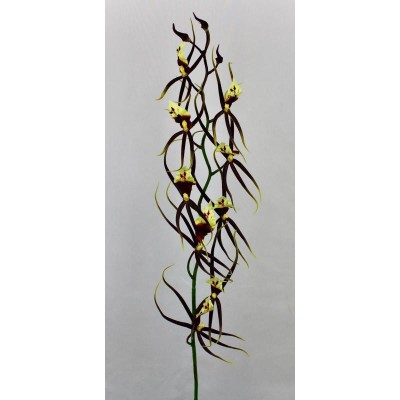 VARA ORQUIDIA BRASIA BURDEOS