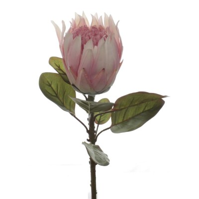 VARA PROTEA ROSA