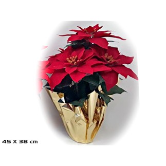 MACETA POINSETTIA BURDEOS 45X38 CM