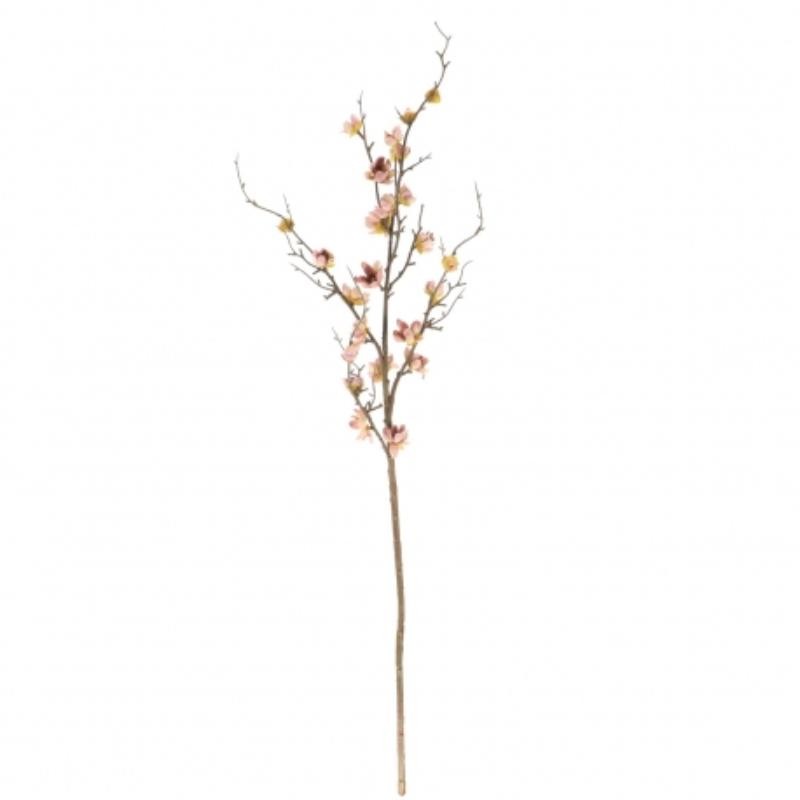 BLOSSOM MALVA