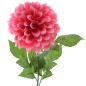 DAHLIA FUCSIA