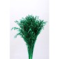 AVENA SECA VERDE 200 GR 60-65H CM