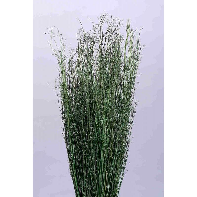 DHANIA SECA VERDE 100 GR 60-65H CM