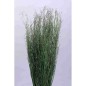 DHANIA SECA VERDE 100 GR 60-65H CM