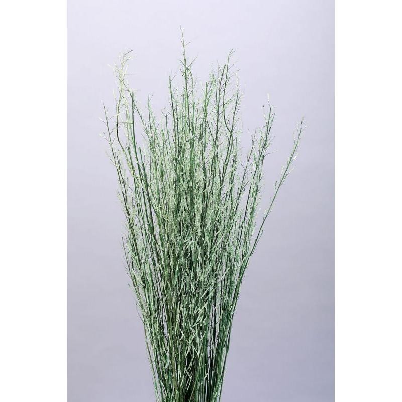 SARAS SECA VERDE 100GR 60-65H CM