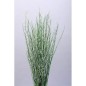 SARAS SECA VERDE 100GR 60-65H CM