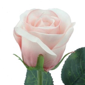 CAPULLO ROSA
