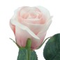 CAPULLO ROSA