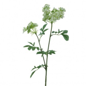 HYDRANGEA PANICULATA BLANCO