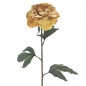 PEONIA MOSTAZA