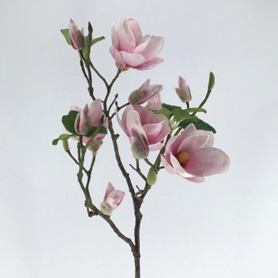 MAGNOLIA SOULANGE ROSA