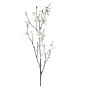 MAGNOLIA STELLATA 1.10 MT BLANCO