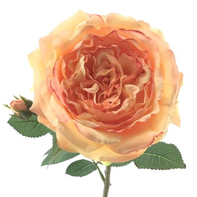 ROSA GARNETTE MELOCOTON