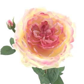 ROSA GARNETTE ROSA