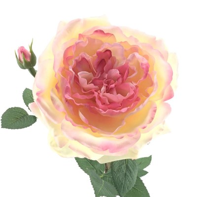 ROSA GARNETTE ROSA