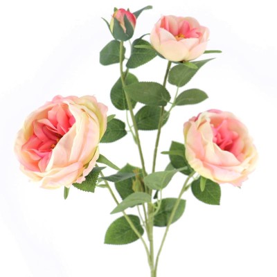 ROSA CENTIFOLIA ROSA