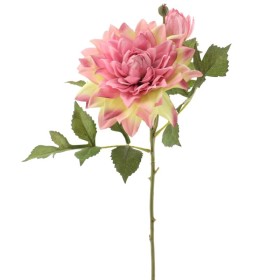 DAHLIA ROSA