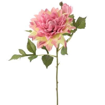 DAHLIA ROSA