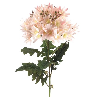 AGAPANTHUS ROSA