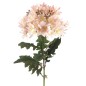 AGAPANTHUS ROSA