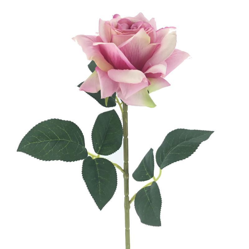 ROSA ARTHUR MALVA