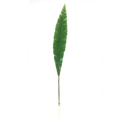 ASPIDISTA 100 CMS VERDE