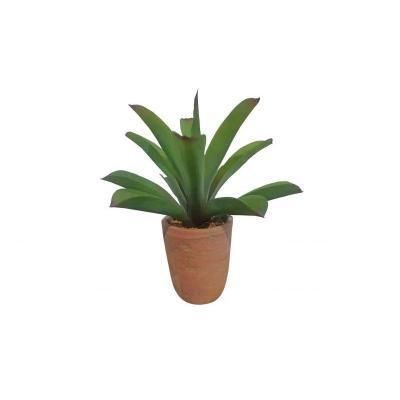 ALOE VERA 38 CM