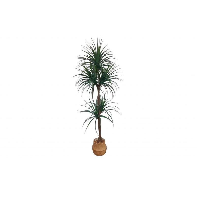 PLANTA DE LLUVIA 175 CM