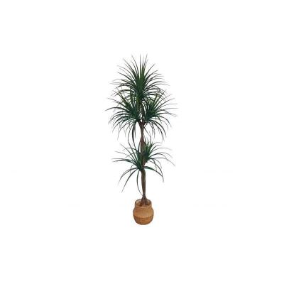 PLANTA DE LLUVIA 175 CM