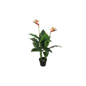 PLANTA AVE DEL PARAISO 120 CM