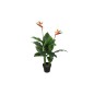 PLANTA AVE DEL PARAISO 120 CM