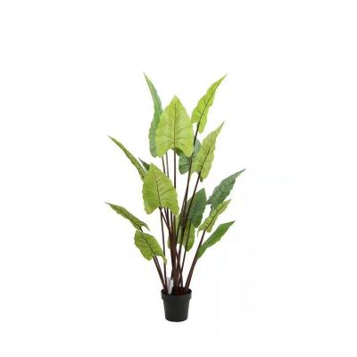 PLANTA HOJA DE CALAS 160 CM
