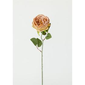 ROSA INGLESA X1 51X9 CM SALMON