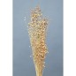 TC GRASS NATURAL 100 GR. 50-65 H CM.